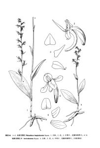 短距舌唇蘭 短距舌唇蘭