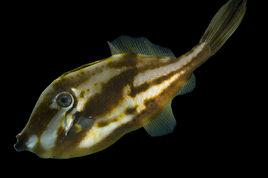 蘇氏扁背魨魚 蘇氏扁背魨魚