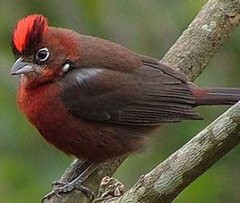 紅頂雀屬 紅頂雀屬