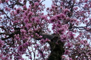 大圍牆村 大圍牆村