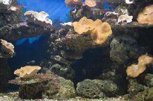 北海世界貝類珊瑚館北海海洋之窗