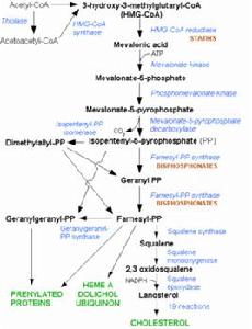 HMG-CoA還原酶 HMG-CoA還原酶