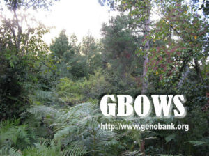 高山棶木 高山棶木