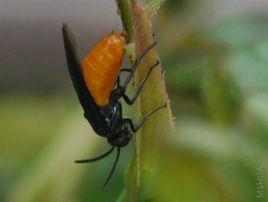 玫瑰莖蜂 玫瑰莖蜂