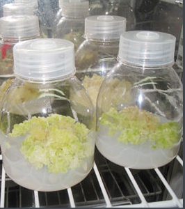 組培植物 組培植物