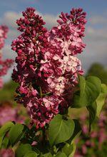 丁香植物原生態（花與葉）