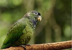 鱗頭鸚哥 鱗頭鸚哥