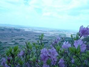 永寧杜鵑 永寧杜鵑