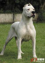 阿根廷杜高犬