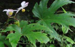 裂葉秋海棠（原變種）