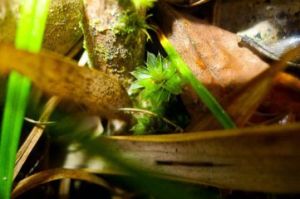 反葉粗蔓蘚 反葉粗蔓蘚