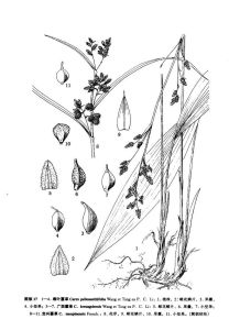 廣西薹草 廣西薹草