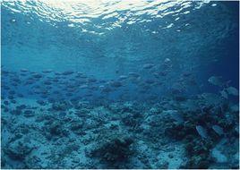 淺海底帶 淺海底帶