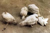 雞副傷寒 雞副傷寒