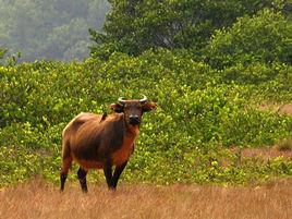 剛果野牛 剛果野牛