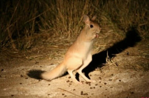蘇門答臘野兔 蘇門答臘野兔
