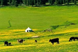 南山牧場[新疆南山牧場]