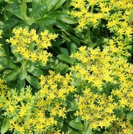 堪察加景天 堪察加景天