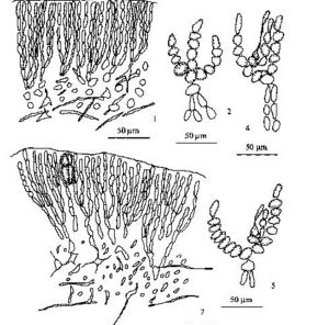 東海蜈蚣藻 東海蜈蚣藻