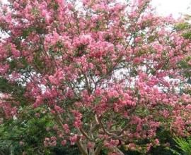 浙江紫薇 浙江紫薇