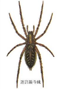 迷宮漏斗蛛 迷宮漏斗蛛