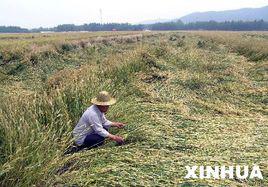 小麥倒伏 小麥倒伏