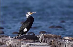 暗綠背鸕鶿 暗綠背鸕鶿