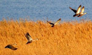 天津北大港濕地