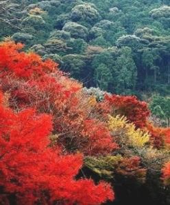 香山紅葉