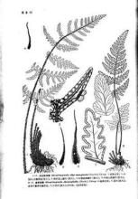 西疇粉背蕨 西疇粉背蕨