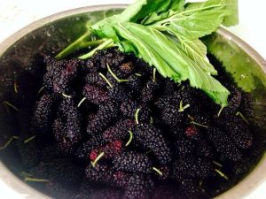 桑椹醬