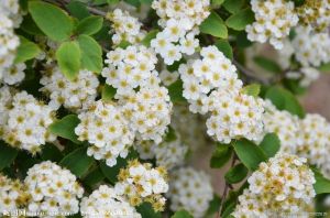 直立無距花 直立無距花