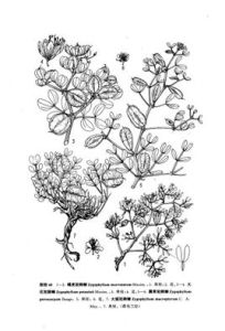 小翼果駝蹄瓣 小翼果駝蹄瓣