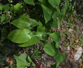 三枝九葉草 三枝九葉草