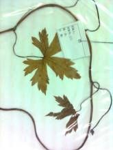 藏南藤烏 藏南藤烏