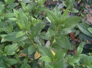 褐毛杜鵑 褐毛杜鵑