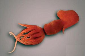 達磨魷魚 達磨魷魚