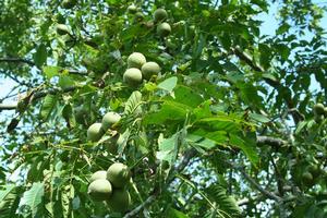 小良子村特色產業-泡核桃