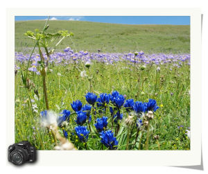 蕎麥地鼠尾 蕎麥地鼠尾