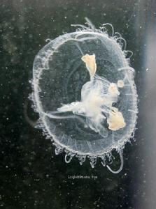 短手桃花水母 短手桃花水母