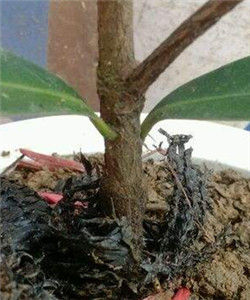 低位嫁接 低位嫁接