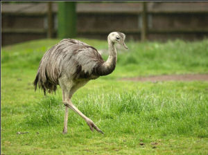 美洲鴕鳥科 美洲鴕鳥科