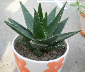 高尚蘆薈 高尚蘆薈