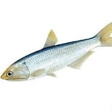 鯷狀棱鯡 鯷狀棱鯡