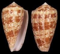 維多利亞芋螺 維多利亞芋螺