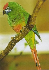 須吸蜜鸚鵡山地亞種 須吸蜜鸚鵡山地亞種