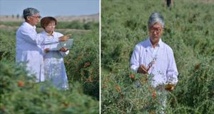 早康枸杞培育技術人員在種植基地
