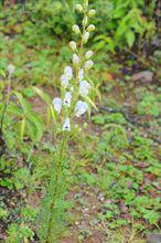 雪上一枝蒿植物形態-短柄烏頭