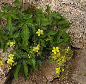 間斷委陵菜 間斷委陵菜