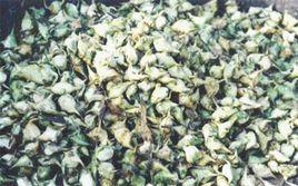 邵伯老菱 邵伯老菱